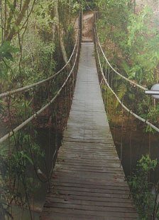 Eine Brücke durch einen Dschungel